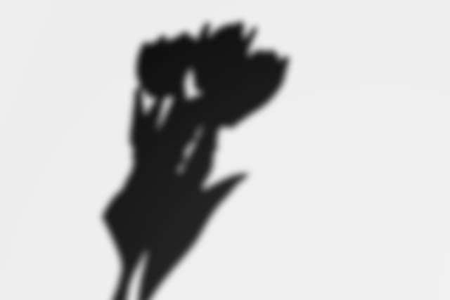 house-plant-shadow-overlay-3.jpg