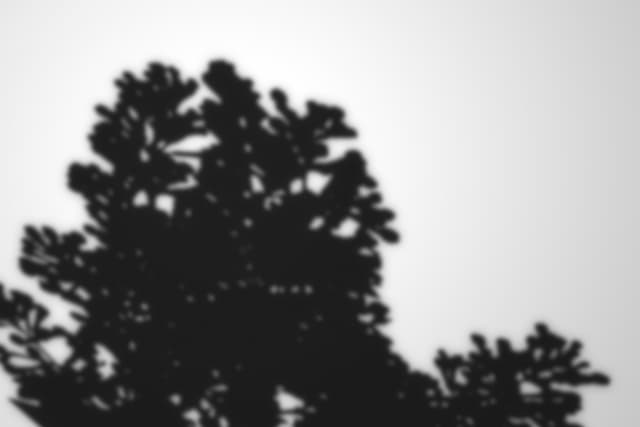 house-plant-shadow-overlay-4.jpg