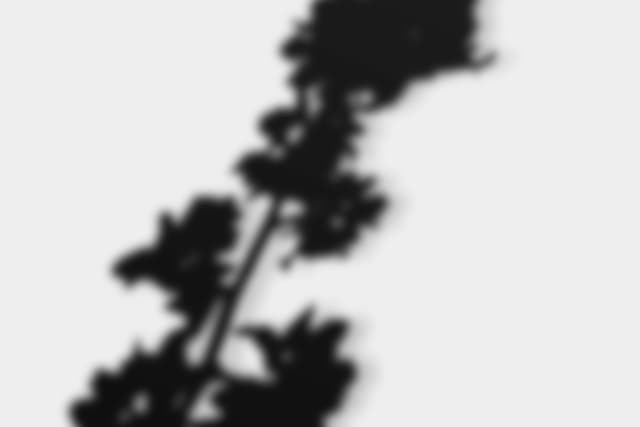 house-plant-shadow-overlay-5.jpg