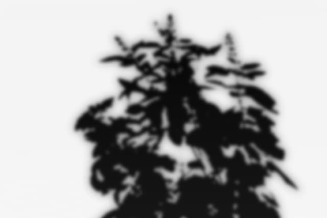 house-plant-shadow-overlay-6.jpg