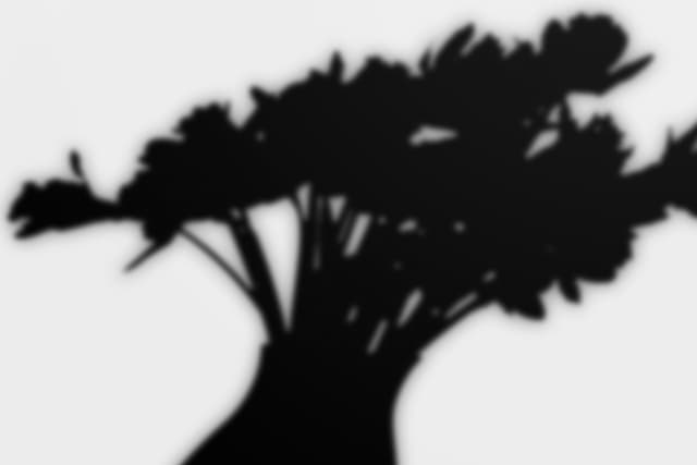 house-plant-shadow-overlay-7.jpg