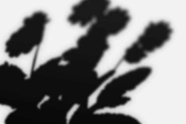house-plant-shadow-overlay-8.jpg