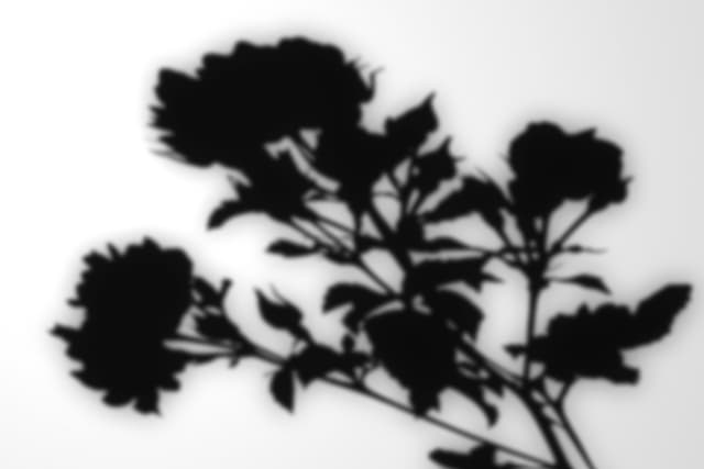 house-plant-shadow-overlay-9.jpg