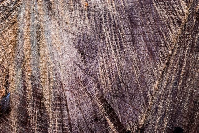 tree-ring-texture-01.jpg