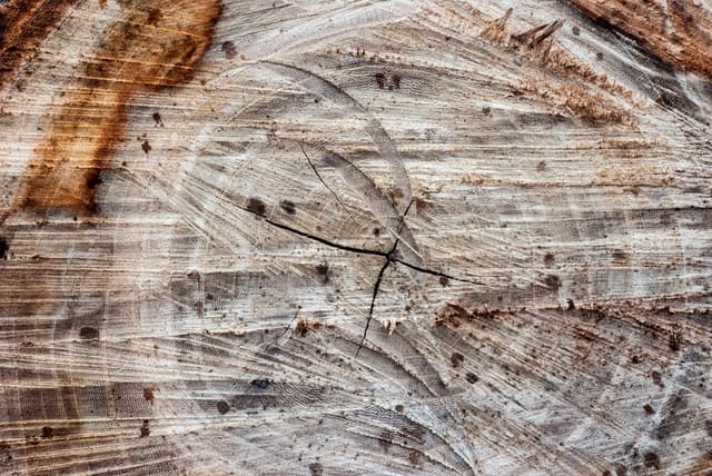 tree-ring-texture-02.jpg