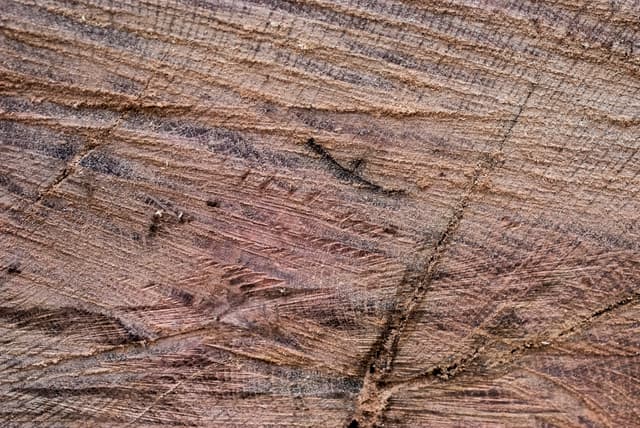 tree-ring-texture-03.jpg