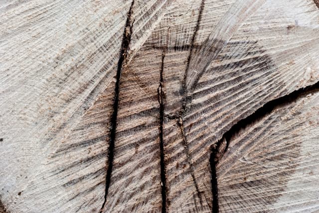 tree-ring-texture-04.jpg