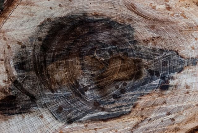 tree-ring-texture-05.jpg