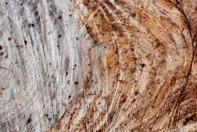 tree-ring-texture-06.jpg