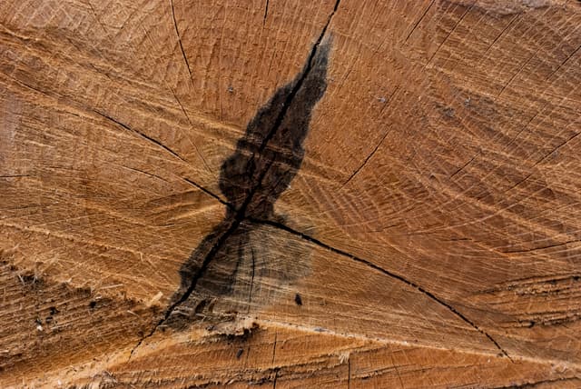 tree-ring-texture-07.jpg