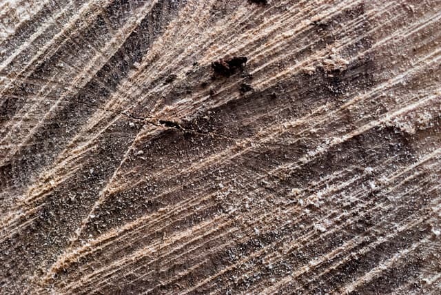 tree-ring-texture-08.jpg