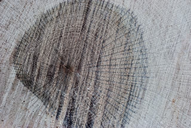 tree-ring-texture-09.jpg