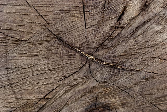 tree-ring-texture-10.jpg