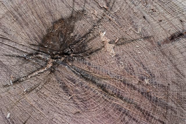 tree-ring-texture-11.jpg