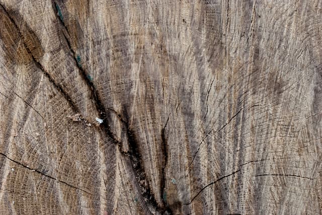 tree-ring-texture-12.jpg