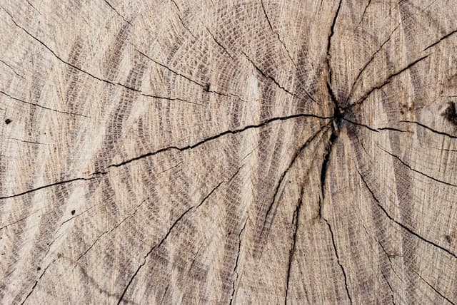 tree-ring-texture-13.jpg