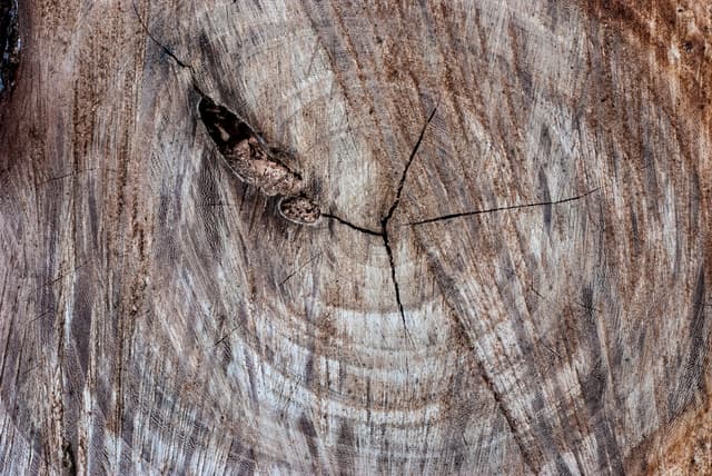tree-ring-texture-14.jpg